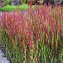 Crvena imperata Red Baron (Imperata cylindrica)