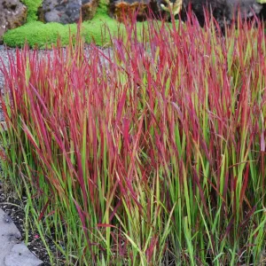 Crvena imperata Red Baron (Imperata cylindrica)