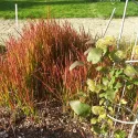 Crvena imperata Red Baron (Imperata cylindrica)
