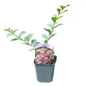 Svijetloružičasta indijska lagerstremija (Lagerstroemia indica)