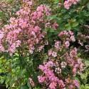 Svijetloružičasta indijska lagerstremija (Lagerstroemia indica)
