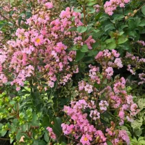 Svijetloružičasta indijska lagerstremija (Lagerstroemia indica)