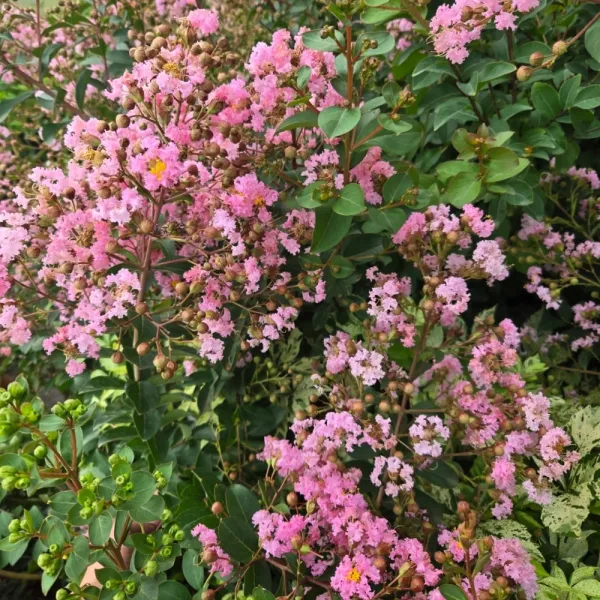 Svijetloružičasta indijska lagerstremija (Lagerstroemia indica)