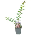 Svijetloružičasta indijska lagerstremija (Lagerstroemia indica)