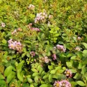 Tamnoružičasta indijska lagerstremija (Lagerstroemia indica)