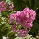 Tamnoružičasta indijska lagerstremija (Lagerstroemia indica)