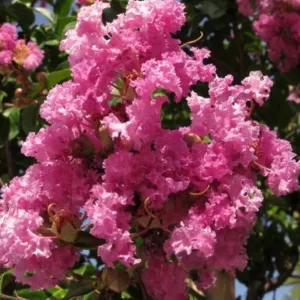 Tamnoružičasta indijska lagerstremija (Lagerstroemia indica)