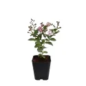 Tamnoružičasta indijska lagerstremija (Lagerstroemia indica)