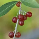 Jesenska maslina (Elaeagnus umbellata) Pointilla Amoroso