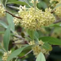 Jesenska maslina (Elaeagnus umbellata) Pointilla Amoroso