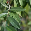 Jesenska maslina (Elaeagnus umbellata) Pointilla Amoroso