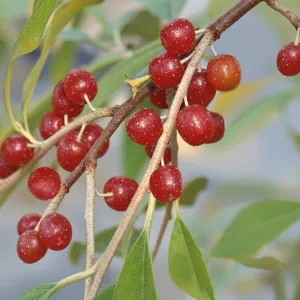 Jesenska maslina (Elaeagnus umbellata) Pointilla Amoroso