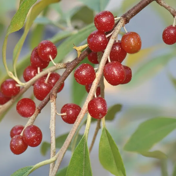 Jesenska maslina (Elaeagnus umbellata) Pointilla Amoroso