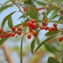 Jesenska maslina (Elaeagnus umbellata) Pointilla Amoroso