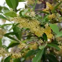 Jesenska maslina (Elaeagnus umbellata) Pointilla Fortunella