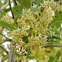 Jesenska maslina (Elaeagnus umbellata) Pointilla Fortunella