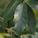 Jesenska maslina (Elaeagnus umbellata) Pointilla Fortunella