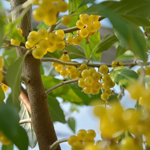 Jesenska maslina (Elaeagnus umbellata) Pointilla Fortunella