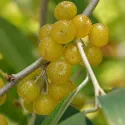 Jesenska maslina (Elaeagnus umbellata) Pointilla Fortunella
