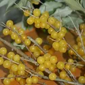 Jesenska maslina (Elaeagnus umbellata) Pointilla Fortunella