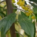 Jesenska maslina (Elaeagnus umbellata) Pointilla Fortunella