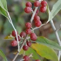Jesenska maslina (Elaeagnus umbellata) Pointilla Sweet and Sour