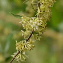 Jesenska maslina (Elaeagnus umbellata) Pointilla Sweet and Sour