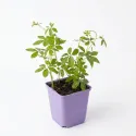 Jiaogulan – biljka besmrtnosti (Gynostemma pentaphyllum)