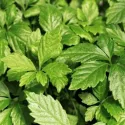 Jiaogulan – biljka besmrtnosti (Gynostemma pentaphyllum)