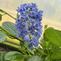 Kalifornijski jorgovan Victoria (Ceanothus impressus)