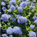 Kalifornijski jorgovan Victoria (Ceanothus impressus)