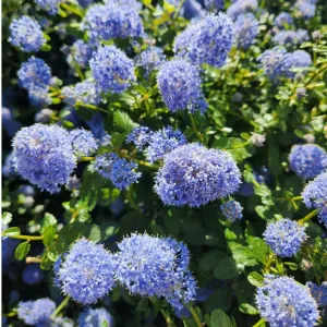 Kalifornijski jorgovan Victoria (Ceanothus impressus)
