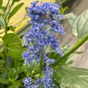 Kalifornijski jorgovan Victoria (Ceanothus impressus)