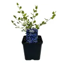 Kalifornijski jorgovan Victoria (Ceanothus impressus)