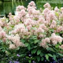 Kalifornijski jorgovan Marie Simon (Ceanothus pallidus)