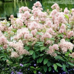 Kalifornijski jorgovan Marie Simon (Ceanothus pallidus)