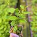 Kalifornijski jorgovan Marie Simon (Ceanothus pallidus)