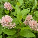 Kalifornijski jorgovan Marie Simon (Ceanothus pallidus)