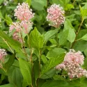 Kalifornijski jorgovan Marie Simon (Ceanothus pallidus)