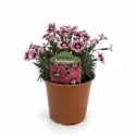 Višebojni karanfil Flutterburst (Dianthus)