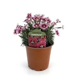 Višebojni karanfil Flutterburst (Dianthus)