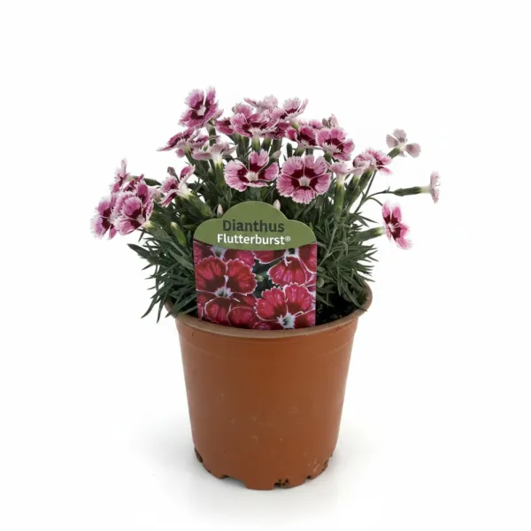 Višebojni karanfil Flutterburst (Dianthus)