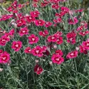 Višebojni karanfil Flutterburst (Dianthus)