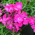 Ružičasti karanfil Kahori Pink (Dianthus)