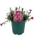 Ružičasti karanfil Kahori Pink (Dianthus)