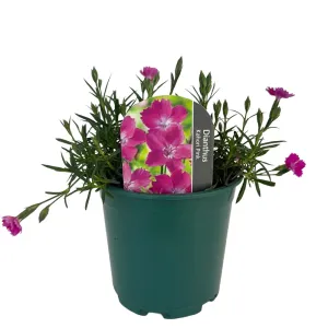 Ružičasti karanfil Kahori Pink (Dianthus)