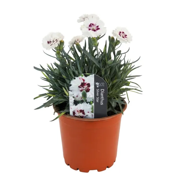 Srebrno-bijeli karanfil Silver Star (Dianthus)