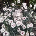 Srebrno-bijeli karanfil Silver Star (Dianthus)