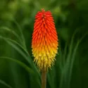 Crvena knifofija Red Hot Poker (Kniphofia uvaria)