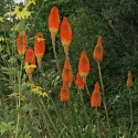 Crvena knifofija Red Hot Poker (Kniphofia uvaria)